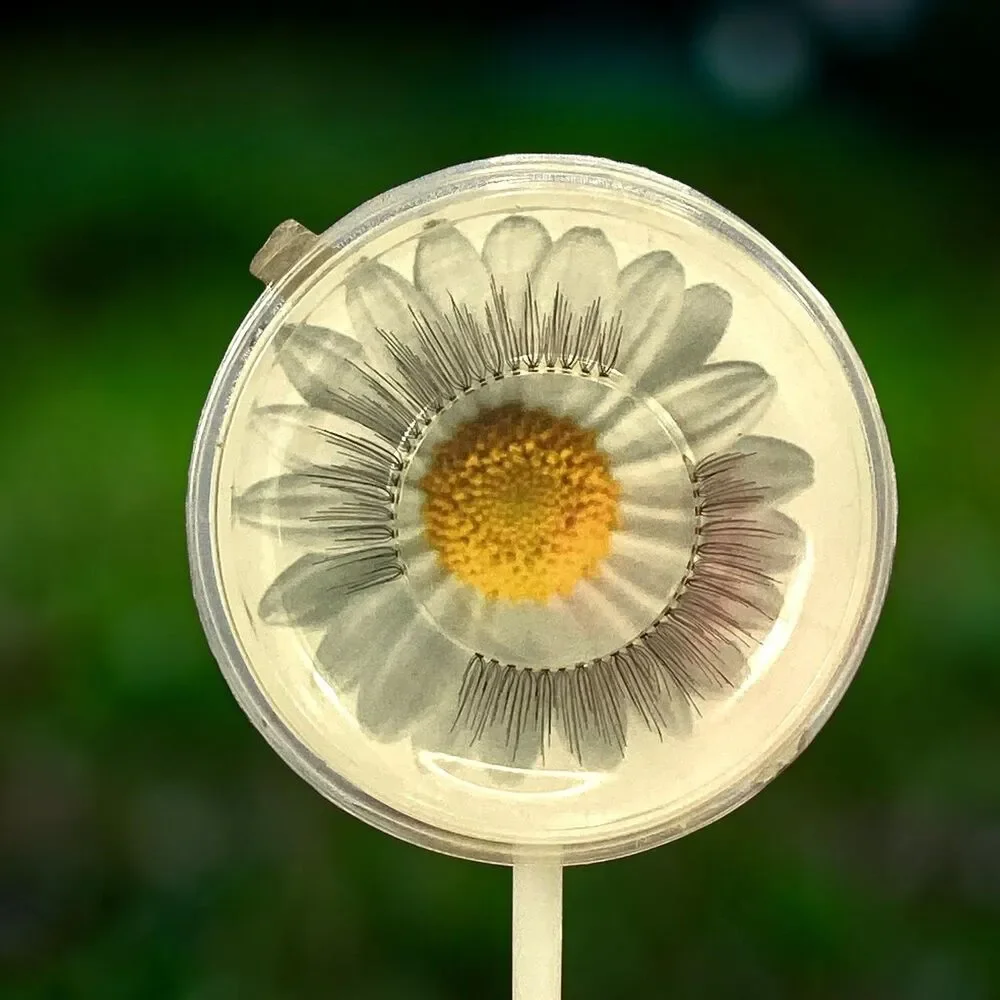 Secret Garden Lashes Daisy Faux Mink False Eyelashes Lollipop